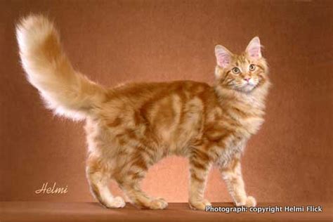 Orange Tabby Cat Picture Poc