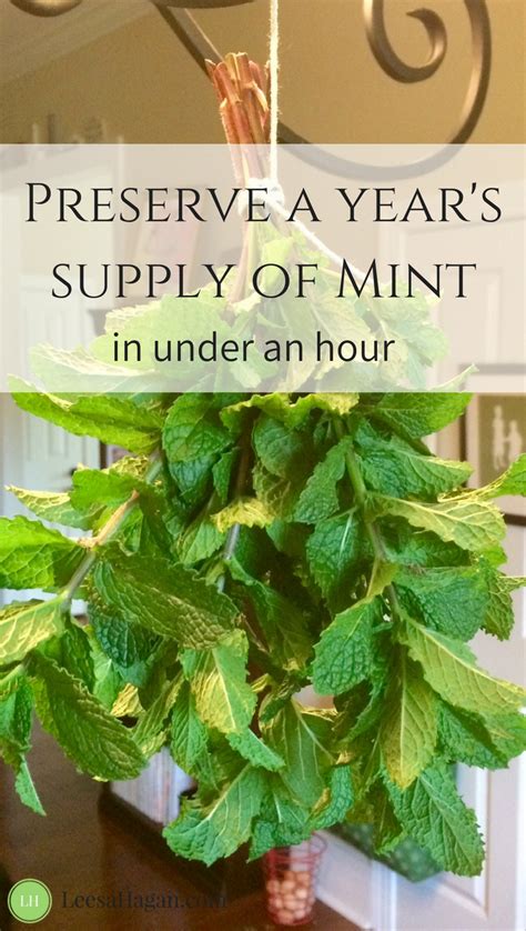 Mint Plant Benefits And Uses Why You Were Meant To Grow Mint