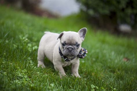 How To Potty Train A French Bulldog Puppy Mypetcarejoy