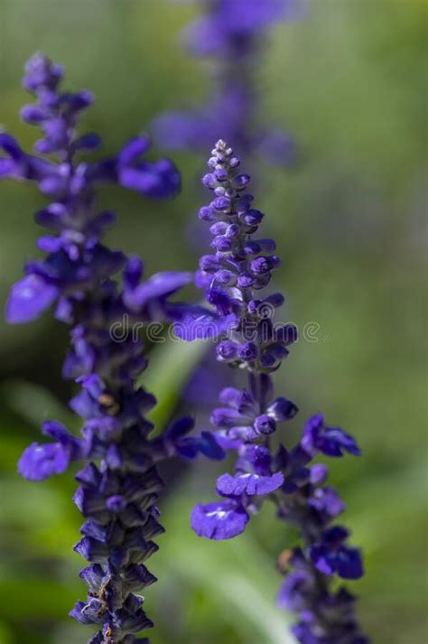 Salvia Farinacea Mealycup Sage Beautiful Purple Blue Flowers In Bllom
