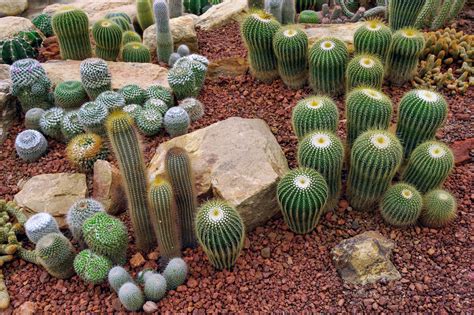 Comment Créer Un Petit Jardin De Cactus Et De Succulentes