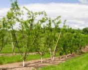 2021 pest management guidelines for commercial tree fruit production managing and controlling pests and diseases in temperate climate fruit tree 1. Production | Good Fruit Grower