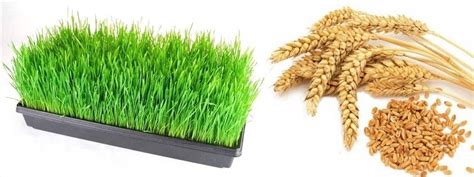 Growing Wheatgrass At Home Greenmylife Anyone Can Garden