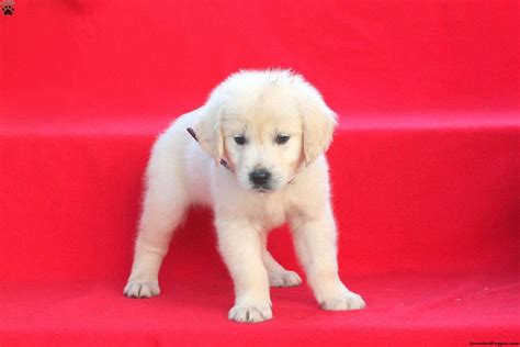 Trey English Cream Golden Retriever Puppy For Sale In Pennsylvania