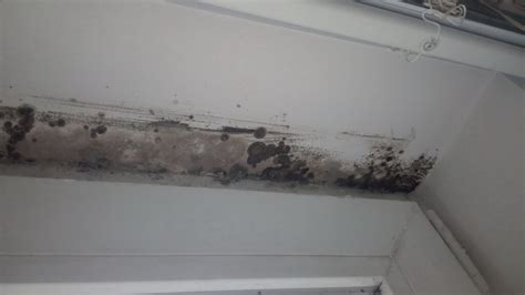 11 Symptoms Of Mold Exposure That You Should Know 2023