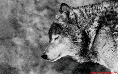 Lone Wolf Wallpaper ·① Wallpapertag