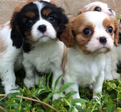 You will find cavalier king charles spaniel dogs for adoption and puppies for sale under the listings here. Cavalier King charles puppies for sale | Cardiff, Cardiff ...