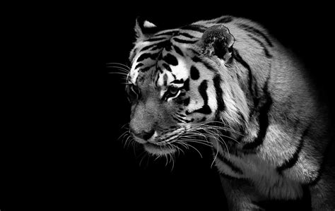 10 Top Black And White Tiger Wallpaper Full Hd 1920×1080