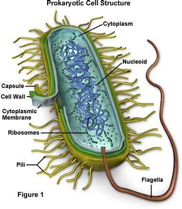 Structure Of Prokaryotic Cells And Of Viruses The A Level Biologist Your Hub