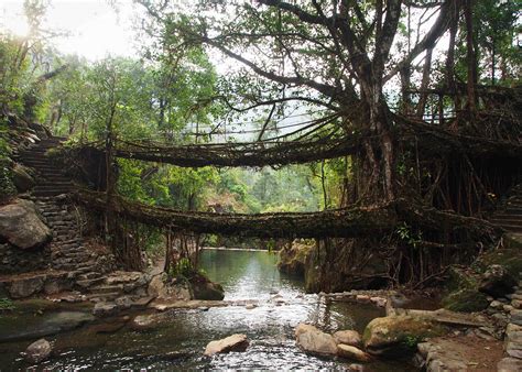 Double Decker Living Root Bridge Meghalaya A Stunning Example
