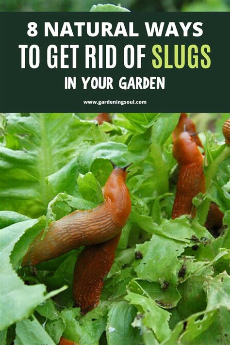 Otherwise i found this list online for rabbits. 8 Natural Ways To Get Rid of Slugs In Your Garden in 2020 ...