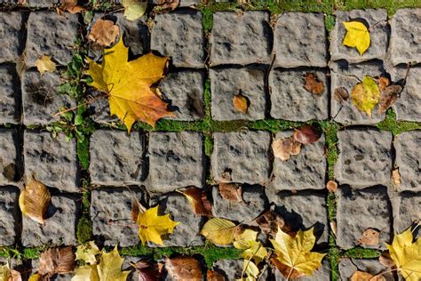 Autumn Maple Leaves On The Paving Stones Stock Image Image Of Pattern