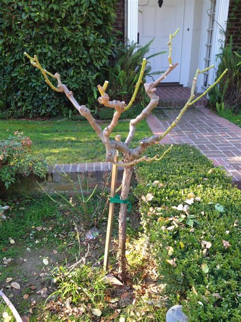 How do you prune knockout roses? Aprille's SoCal Gardening : Rose Tree Pruning