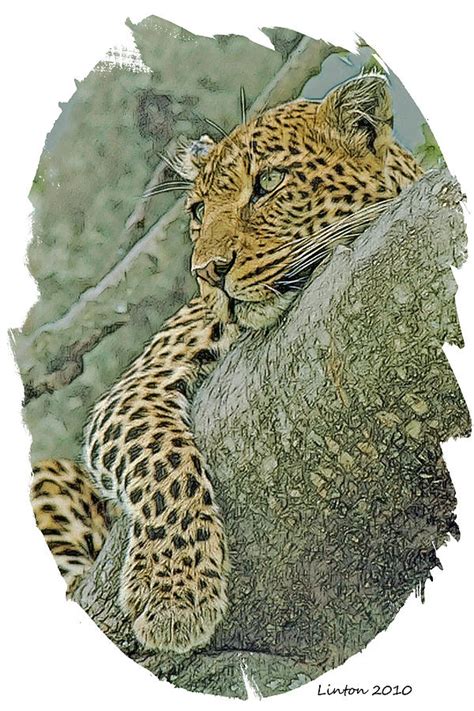 African Leopard Digital Art By Larry Linton Fine Art America