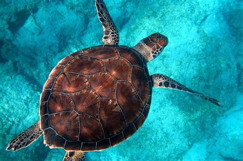Microplastics Found In All Sea Turtle Species