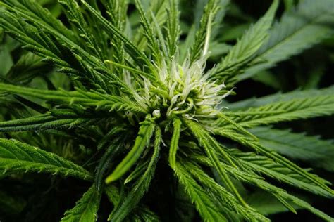 The temperature for a cannabis plant in the flowering stage should be no higher than 26 degrees celsius at all times, with the ideal being somewhere around 23 degrees celsius. Timeline of the Cannabis Flowering Stage