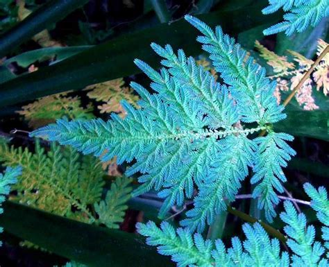 Selaginella Save Our Green