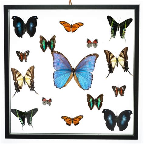 Real Butterfly Framed Wall Art Free Shipping 15 Count Real Framed
