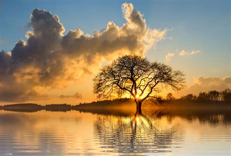 tree sun sunset lone free photo on pixabay free hot nude porn pic gallery