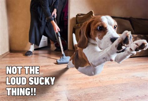 Wwwcleanmemescom funny dog memes clean in reliable hands funny. 15 Hilarious Dog Memes You'll Laugh at Every Time | Reader ...