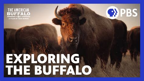 The American Buffalo Exploring The New Documentary From Ken Burns PBS YouTube