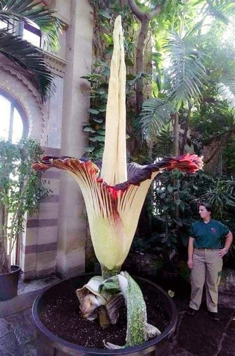 Amorphophallus Titanum The Largest Flower In The World It Blooms Once