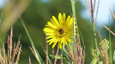 Compass Plant And Big Bluestem Birds And Blooms