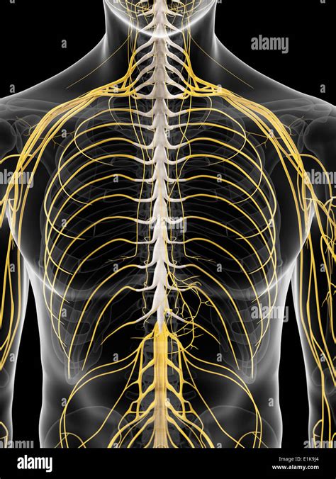 Thoracic Spine Nerves Anatomy