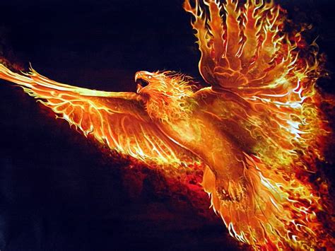 Find the perfect phoenix bird stock photos and editorial news pictures from getty images. Phoenix | Ologypedia | FANDOM powered by Wikia