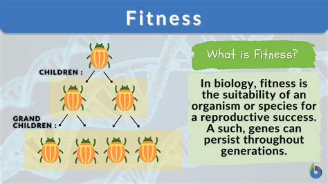 Fitness Definition And Examples Biology Online Dictionary