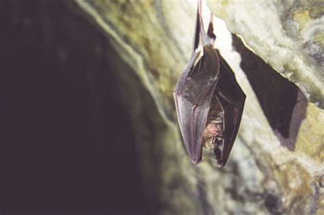Bat Hanging Off The Wall In A Cave Stock Photo Download Image Now