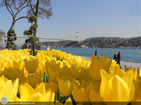 Nisan Ayı İstanbul Da Lale Mevsimi Uzun İnce Bir Yoldayım