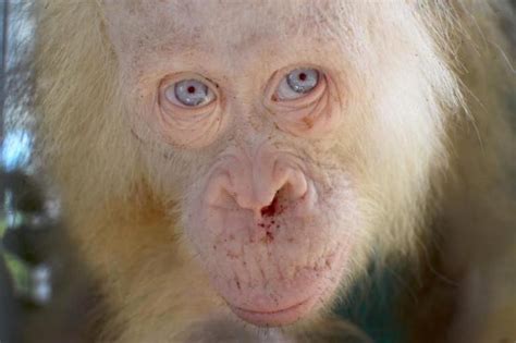 Animales Albinos Alrededor Del Mundo Ciencia Vida Eltiempocom