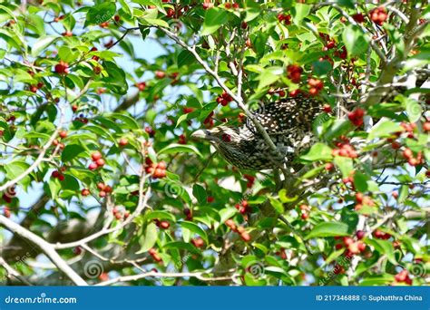 Female Asian Koel Bird Enjoy Eating Fruit Of Banyan Tree Stock Photo