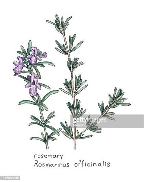 Rosemary High Res Illustrations Getty Images
