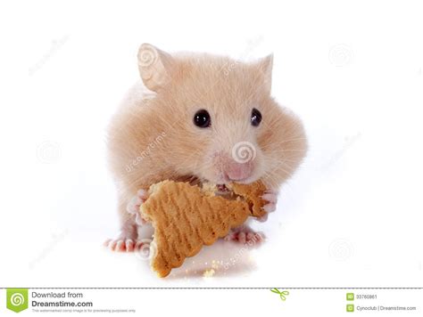 Eating Hamster Stock Image Image Of Feeding Little 33760861