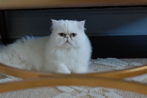 How Much Are Persian Cats Worth Cat Meme Stock Pictures And Photos