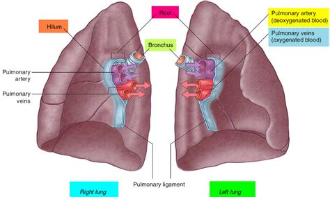 Lung Anatomy & Function - Lung Nodule, Lung Disease and 