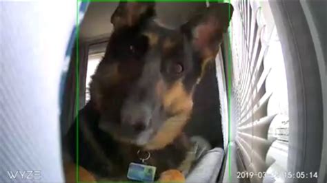 Video Dog Captured Being Cute On Camera Youtube