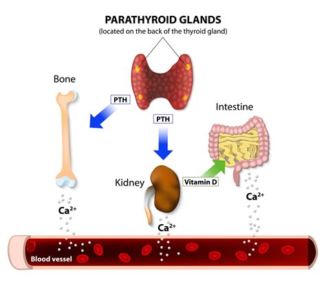 Calcium Phosphorus Parathyroid Hormone And Vitamin D Basic Information