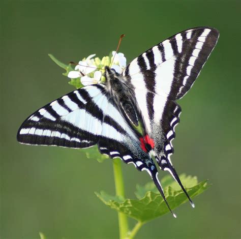 Spring Form Of The Zebra Swallowtail Protographium Marcellus Most