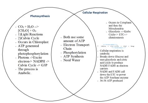 Venn diagram questions makes most of the students confuse in competitive exams. Cellular Respiration And Photosynthesis Venn Diagram ...