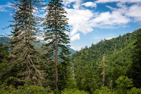 Tall Trees In The Mountainous Forest The Piney Forests Of Tennessees