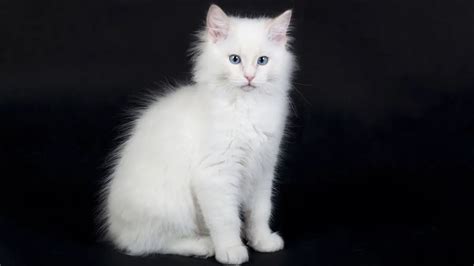3 Interesting Facts About A Pure White Ragdoll Cat Ragdoll Care