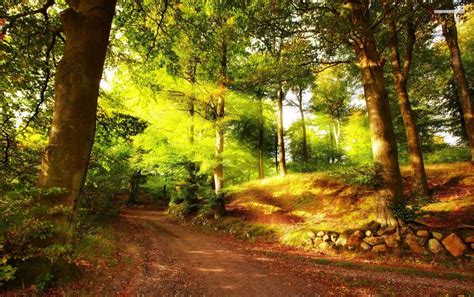 Forest Sun Rays Wallpapers Wallpaper Cave