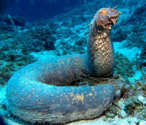 Underwater Animals Underwater Creatures Underwater Life Weird Sea