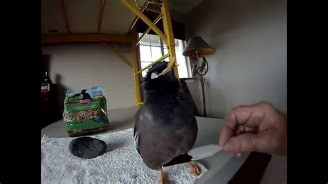 Talking Mynah Bird Nikki And Molted Feather Youtube