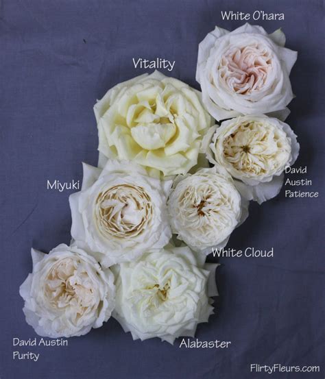 The White Garden Rose Study With Alexandra Farms Flirty Fleurs The