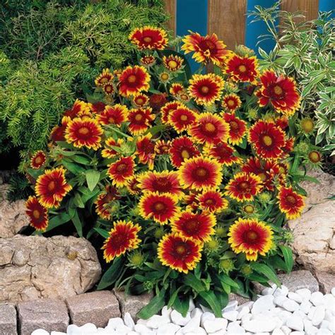 Check spelling or type a new query. 46 best Perennials- Minnesota hardy images on Pinterest ...