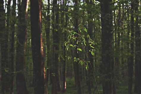 Hd Wallpaper Green Tree Sapling Conifer Dawn Daylight Environment